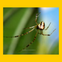 'Mona Lisa Spider' Poster posters