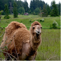 Mona the Camel photo sculpture magnet