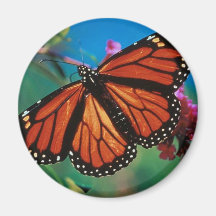 monarca-mariposas iman