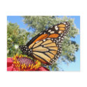 Monarch 38 ~ postcard by Andy2302 Monarch 38 ~ postcard