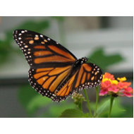 Monarch and Lantana Postcard postcard