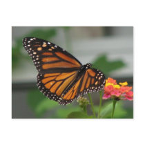 Monarch and Lantana Postcard by naturegirl7 Monarch and Lantana Postcard