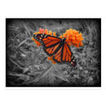Monarch and Monochrome Postcard