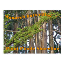 Monarch butterflies at Point Pinole - Postcard