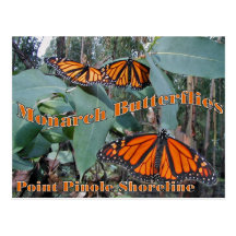 Monarch butterflies at Point Pinole - Postcard