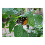 Monarch Butterfly 215 Greeting Cards