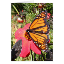 Monarch butterfly 9 ~ card
