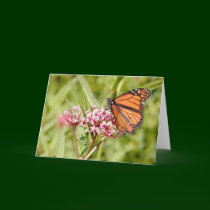Monarch Butterfly and Friend cards