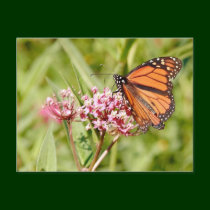 Monarch Butterfly and Friend postcards
