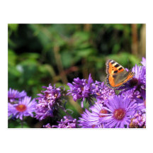 Monarch butterfly and purple flowers post card
