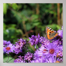 Monarch butterfly and purple flowers posters