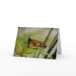 Monarch Butterfly Blank Card