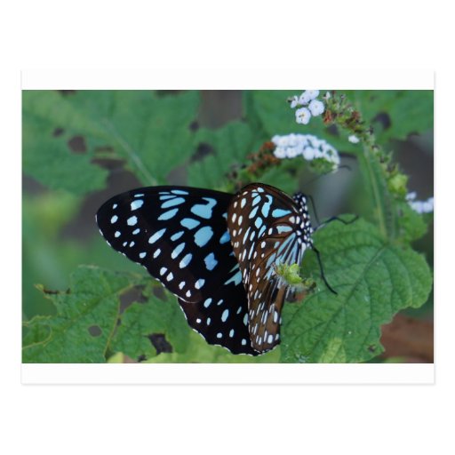MONARCH BUTTERFLY BLUE RURAL QUEENSLAND AUSTRALIA POSTCARD Zazzle