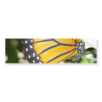 Monarch Butterfly Bumper Sticker