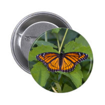 Monarch Butterfly button buttons