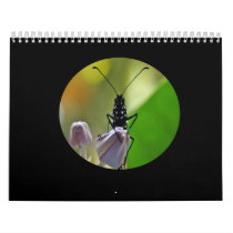 Monarch Butterfly Calendar