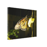 Monarch Butterfly Stretched Canvas Print