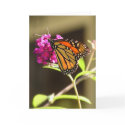 Monarch butterfly cards