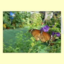 Monarch Butterfly cards