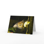 Monarch Butterfly Cards