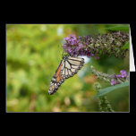 Monarch Butterfly Card