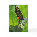 Monarch butterfly greeting cards