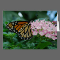 Monarch Butterfly cards