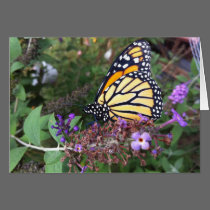 Monarch Butterfly Card 2 cards