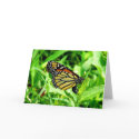 Monarch Butterfly Cards by thehatch Monarch Butterfly Cards