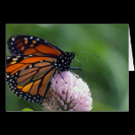 Monarch Butterfly - Cards cards
