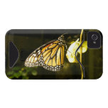 Monarch Butterfly Id Iphone 4 Cover