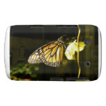 Monarch Butterfly Blackberry Bold Covers