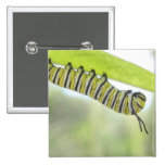 Monarch Butterfly Caterpillar Exploring A Milkweed Pin