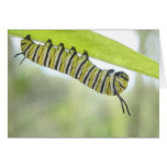 Monarch Butterfly Caterpillar Exploring A Milkweed Cards