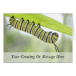 Monarch Butterfly Caterpillar Exploring A Milkweed Greeting Cards