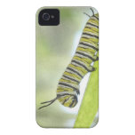 Monarch Butterfly Caterpillar Exploring A Milkweed iPhone 4 Case-Mate Cases