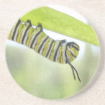 Monarch Butterfly Caterpillar Exploring A Milkweed Coasters