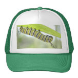 Monarch Butterfly Caterpillar Exploring A Milkweed Trucker Hats