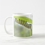 Monarch Butterfly Caterpillar Exploring A Milkweed Mugs