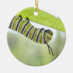 Monarch Butterfly Caterpillar Exploring A Milkweed Christmas Tree Ornaments