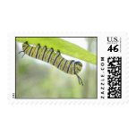 Monarch Butterfly Caterpillar Exploring A Milkweed Stamp