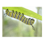 Monarch Butterfly Caterpillar Exploring A Milkweed Post Card