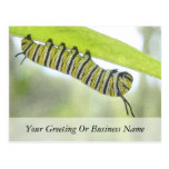 Monarch Butterfly Caterpillar Exploring A Milkweed Postcards