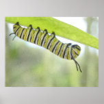 Monarch Butterfly Caterpillar Exploring A Milkweed Posters