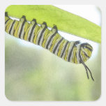 Monarch Butterfly Caterpillar Exploring A Milkweed Sticker