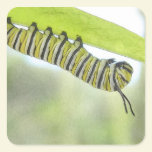 Monarch Butterfly Caterpillar Exploring A Milkweed stickers