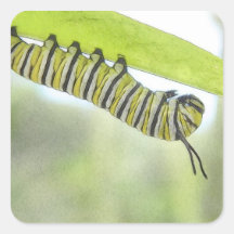 Monarch Butterfly Caterpillar Exploring A Milkweed Sticker