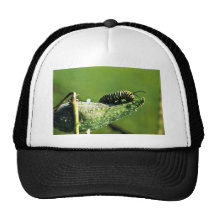 Monarch Butterfly Caterpillar Hat