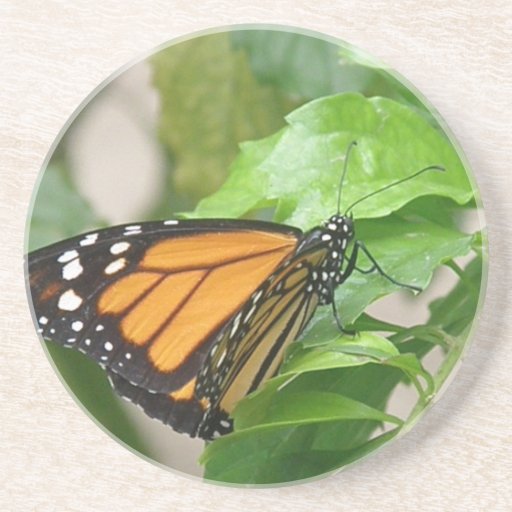 Monarch Butterfly Coaster