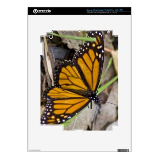 Monarch Butterfly Decal For Ipad 3